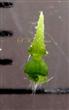  Pistil